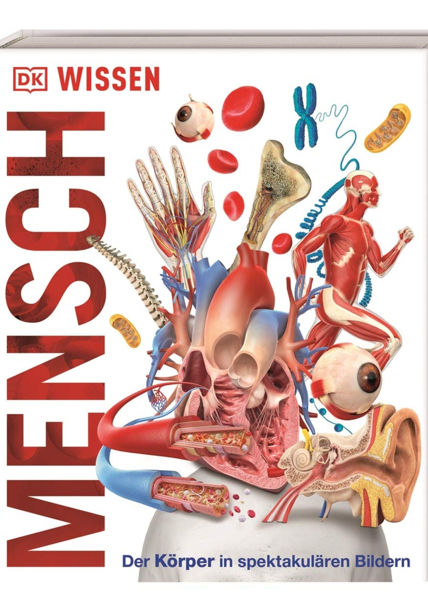 Mensch - Der Körper in spektakulären Bildern / DK Verlag